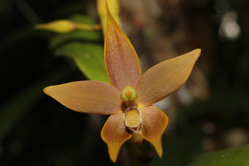 Maxillaria frontinoensis photo 6
