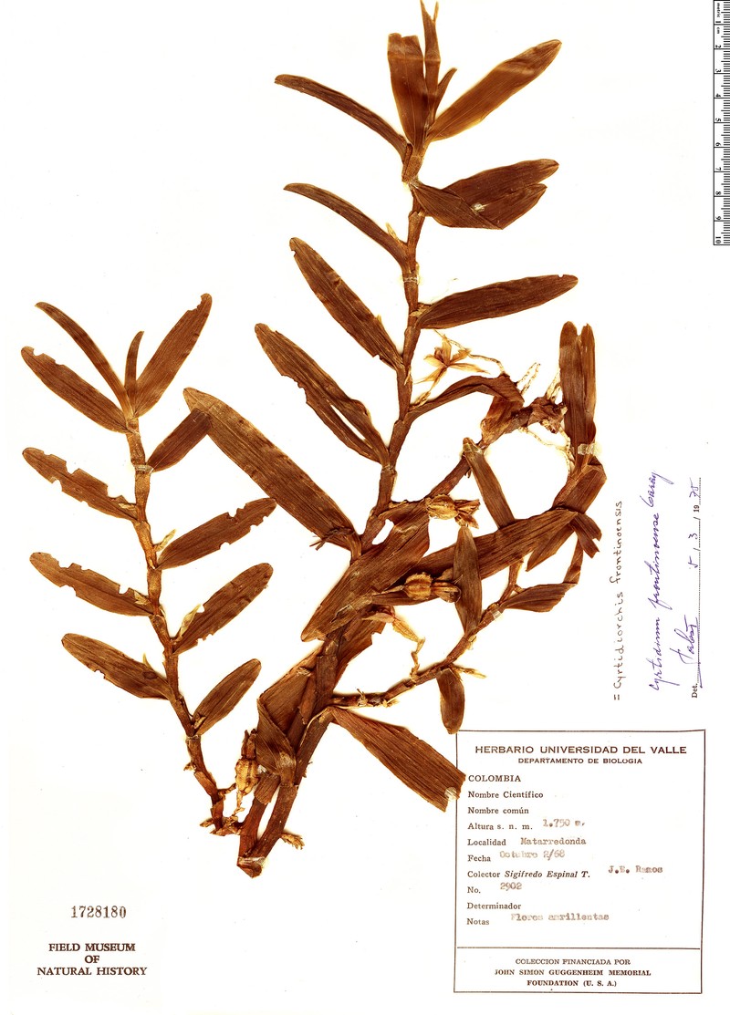 Maxillaria frontinoensis photo 8