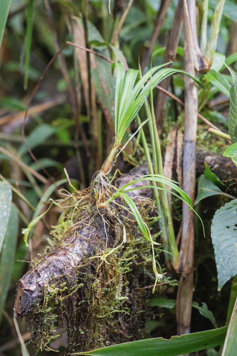 Maxillaria fusae