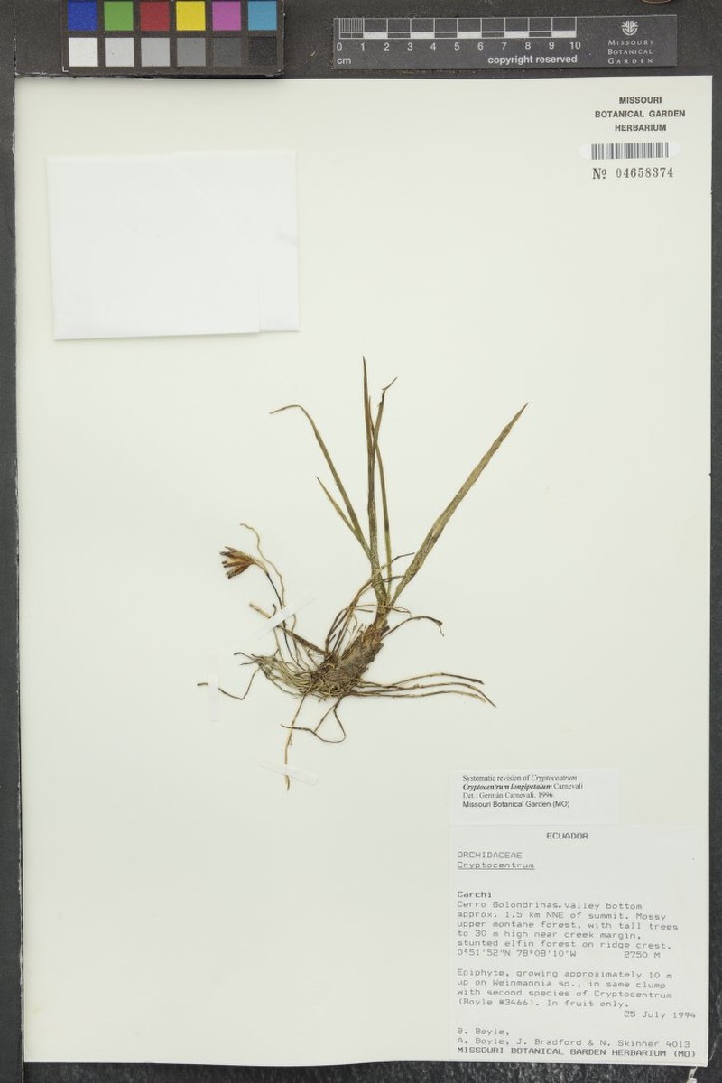 Maxillaria fusae photo 2