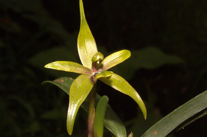 Maxillaria gerardi