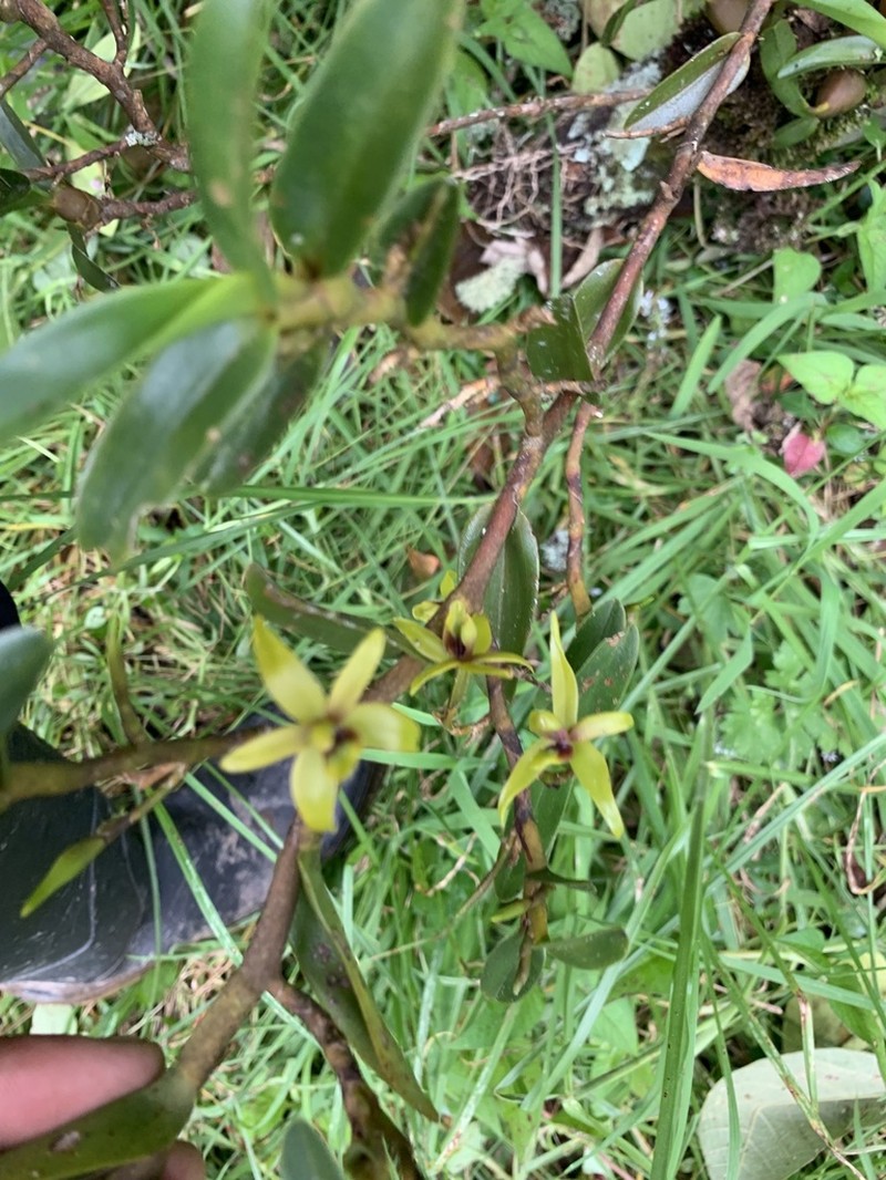 Maxillaria gerardi photo 2
