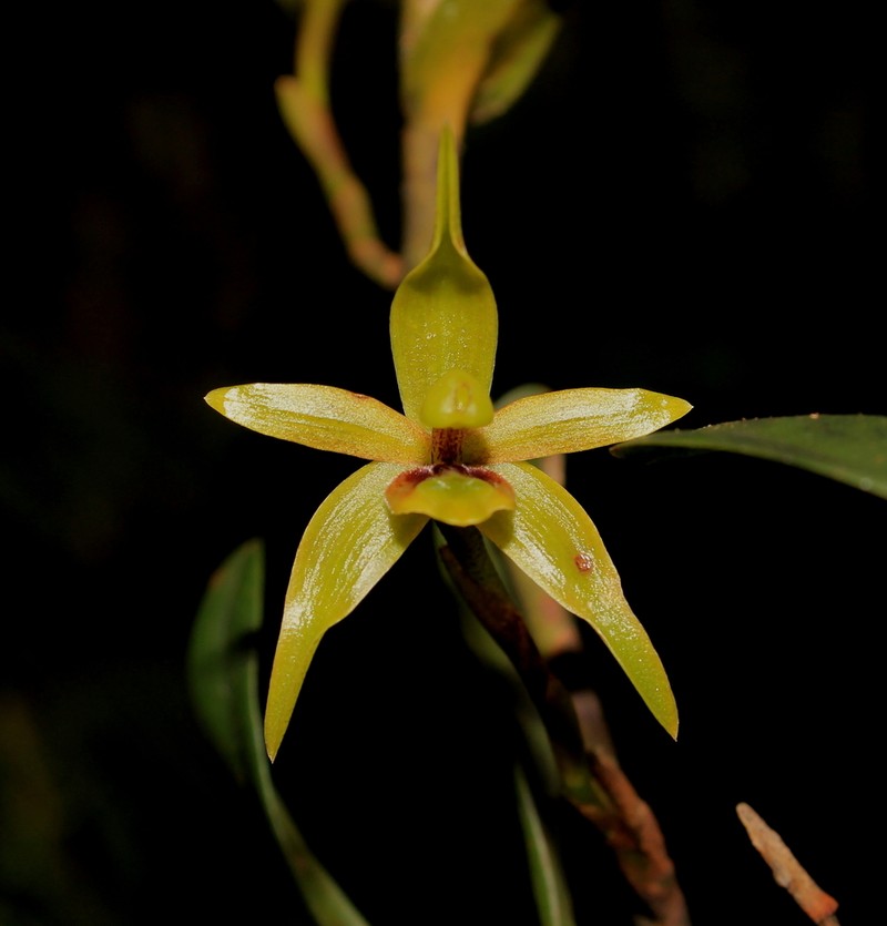 Maxillaria gerardi photo 3