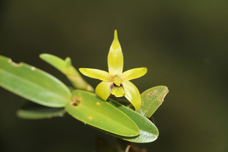 Maxillaria gerardi photo 4