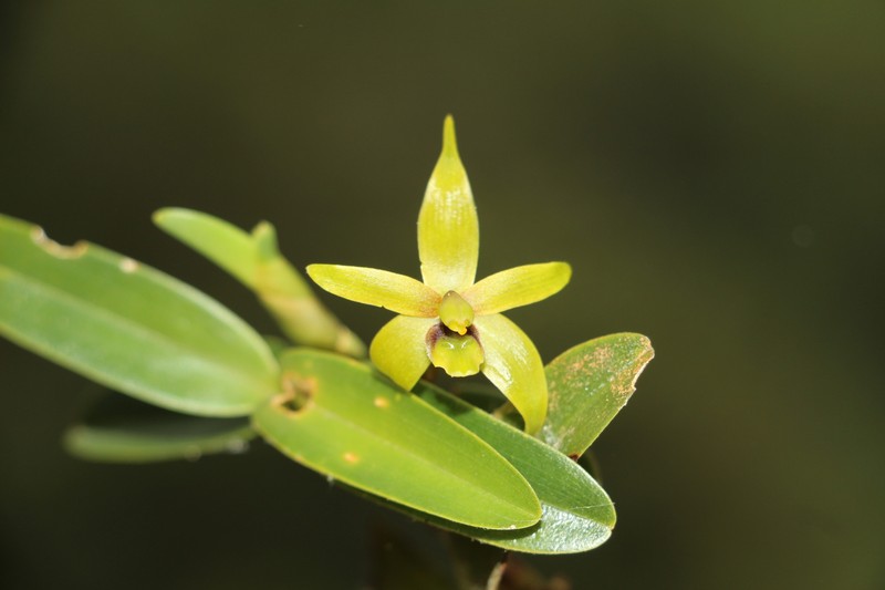 Maxillaria gerardi photo 5