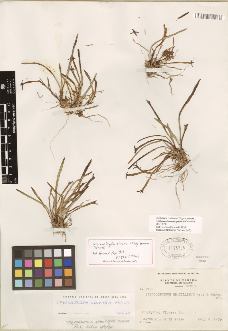 Maxillaria herbacea