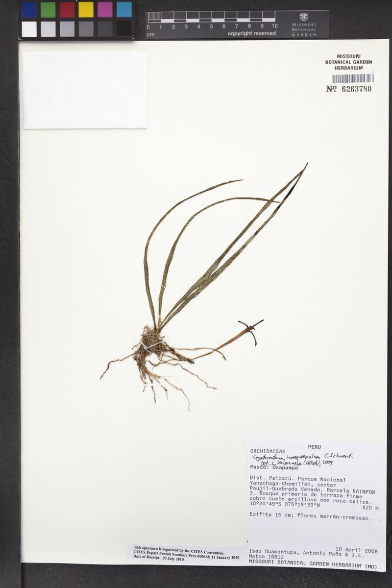 Maxillaria inaequisepala