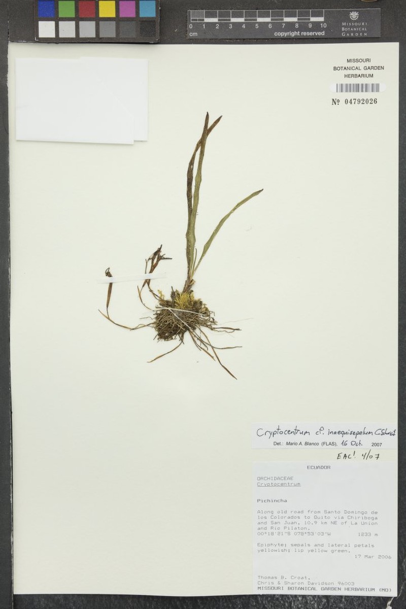 Maxillaria inaequisepala photo 2