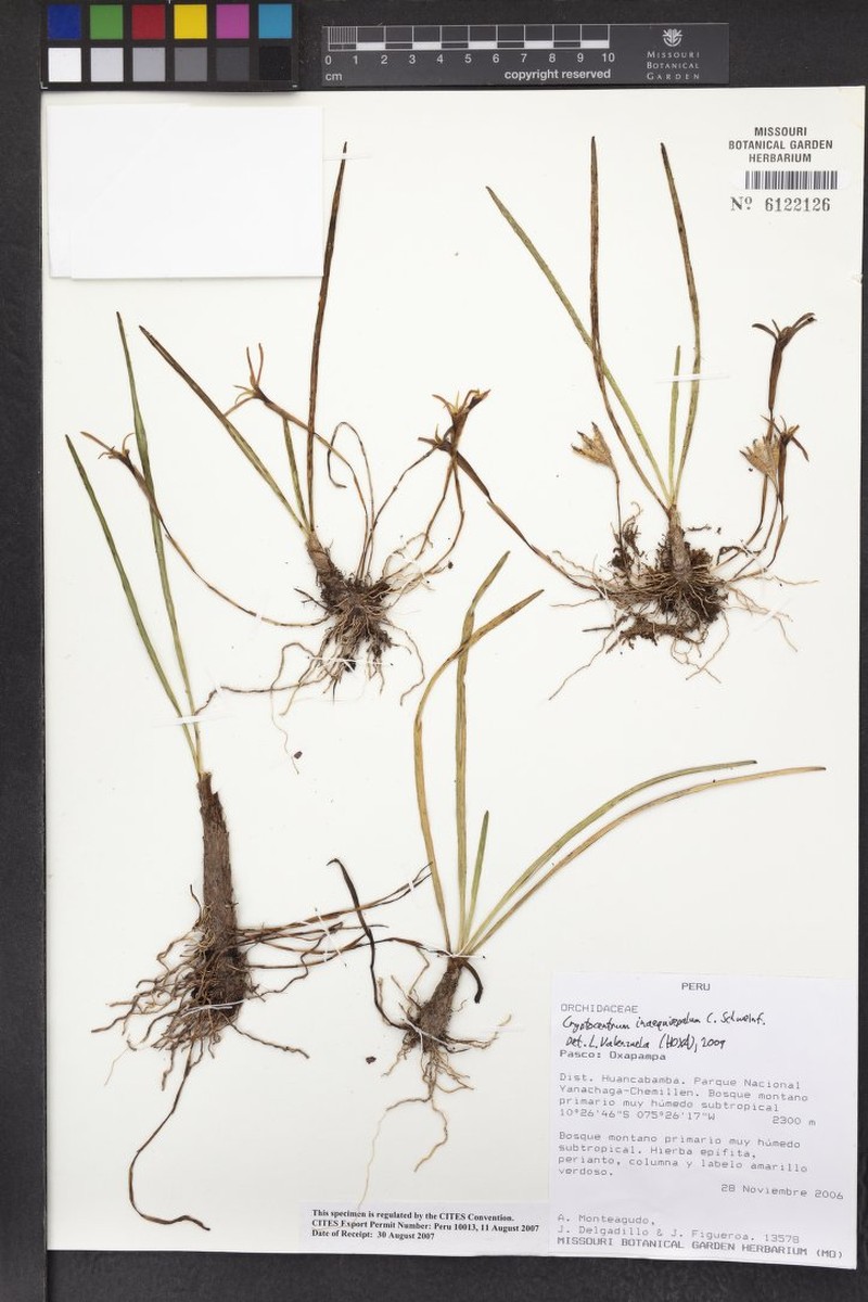 Maxillaria inaequisepala photo 3