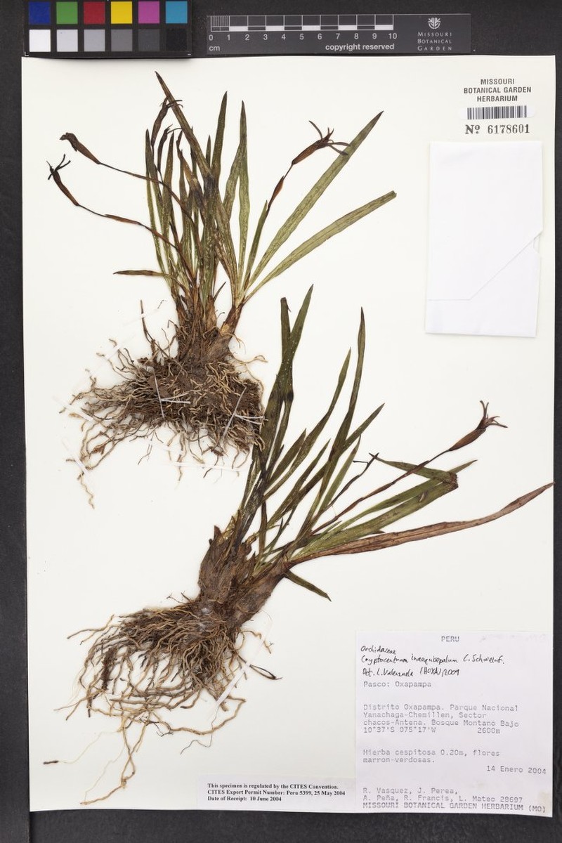 Maxillaria inaequisepala photo 4