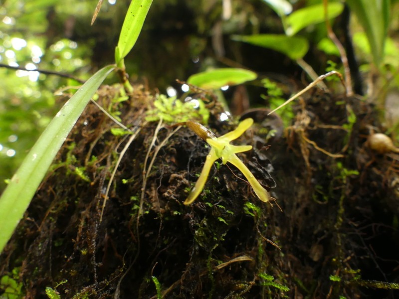 Maxillaria jacquelineana