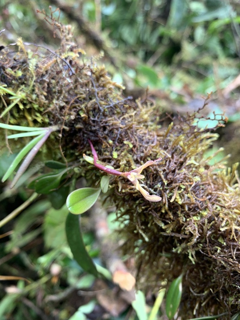 Maxillaria jacquelineana photo 2