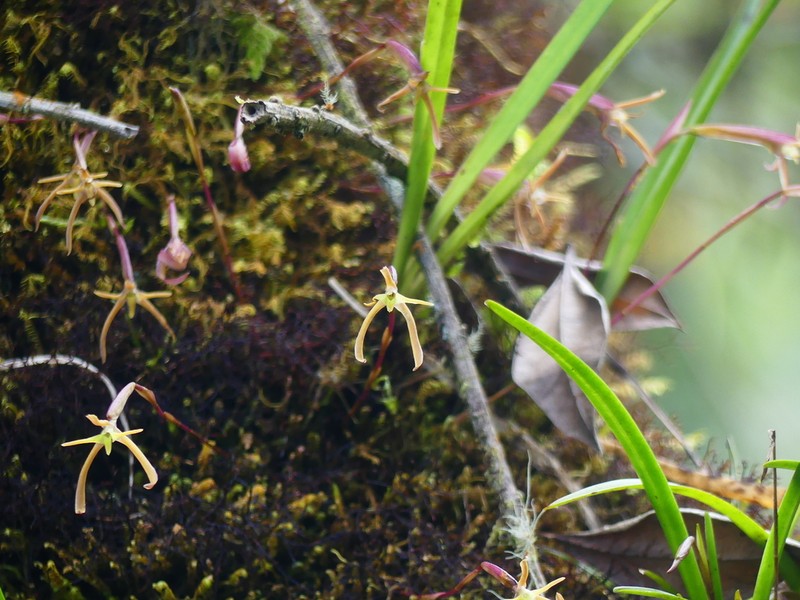 Maxillaria jacquelineana photo 3