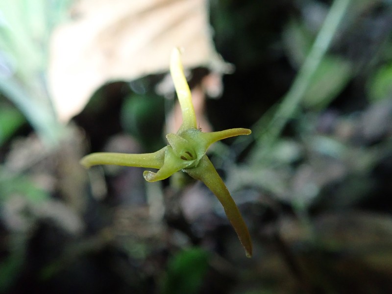Maxillaria jacquelineana photo 4