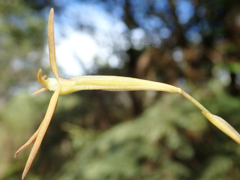 Maxillaria jacquelineana photo 5