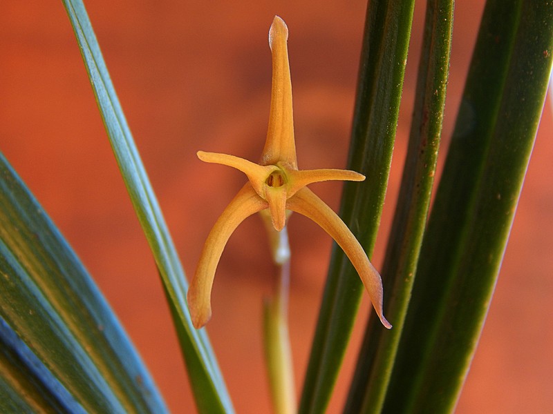 Maxillaria jacquelineana photo 6