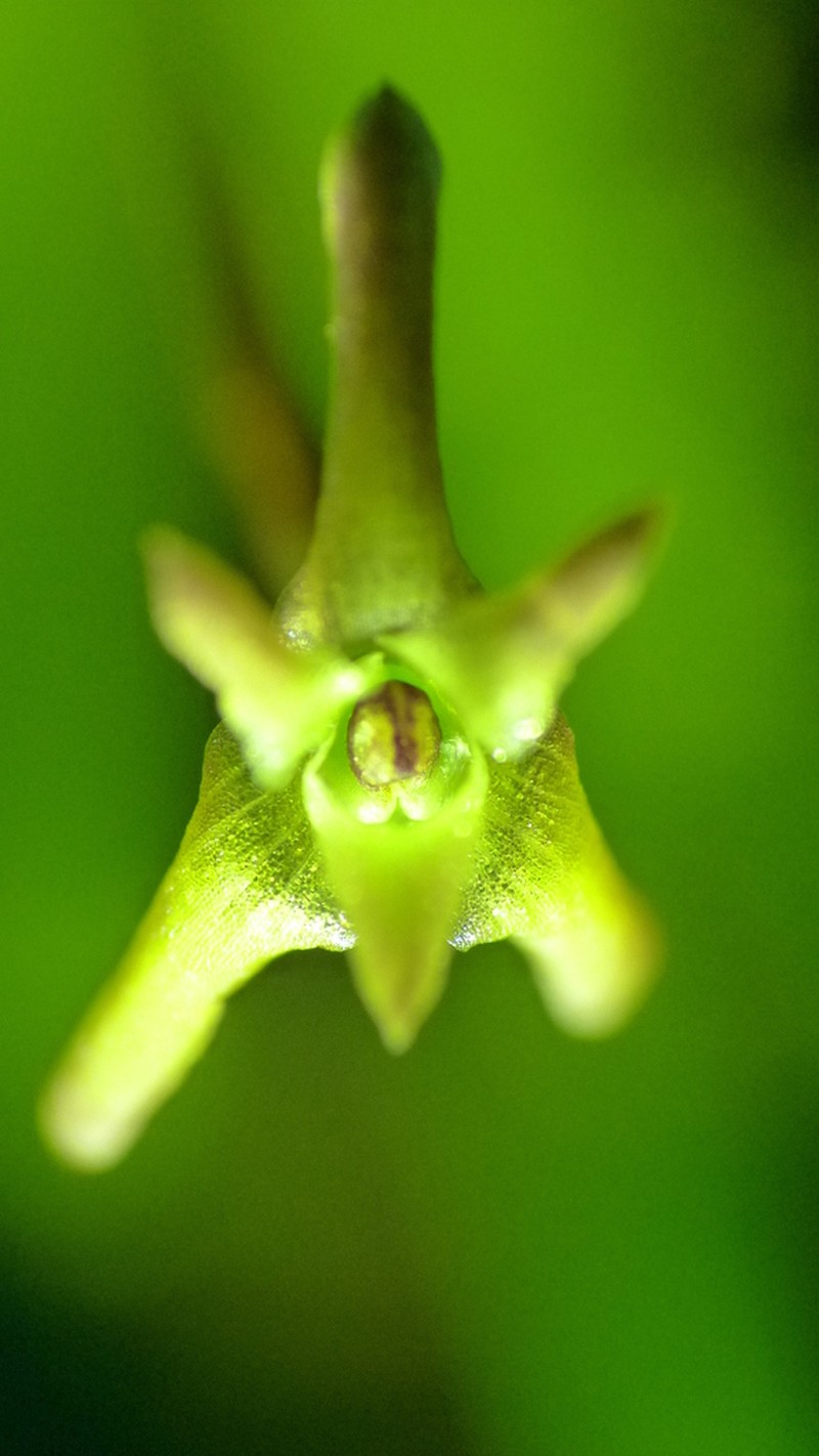 Maxillaria jacquelineana photo 7