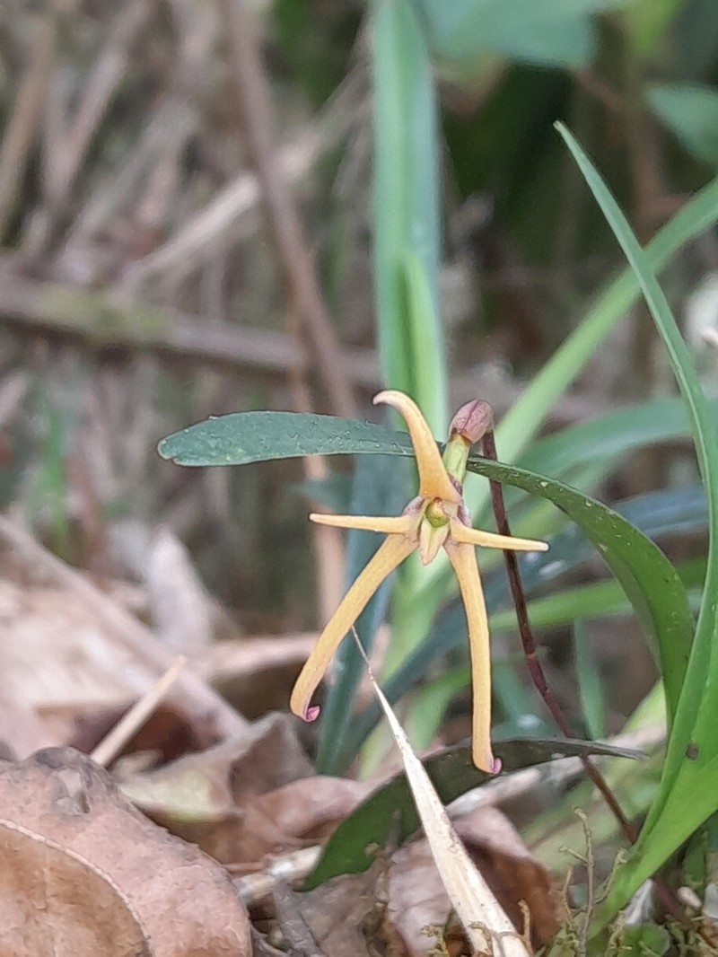 Maxillaria jacquelineana photo 8