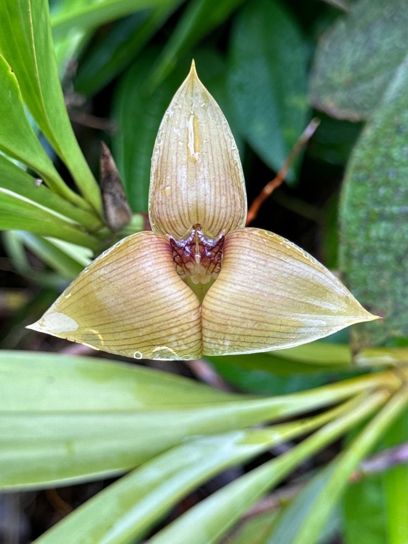Maxillaria johannyae