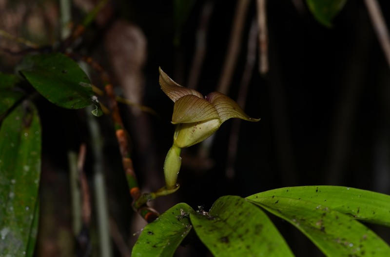 Maxillaria johannyae photo 2