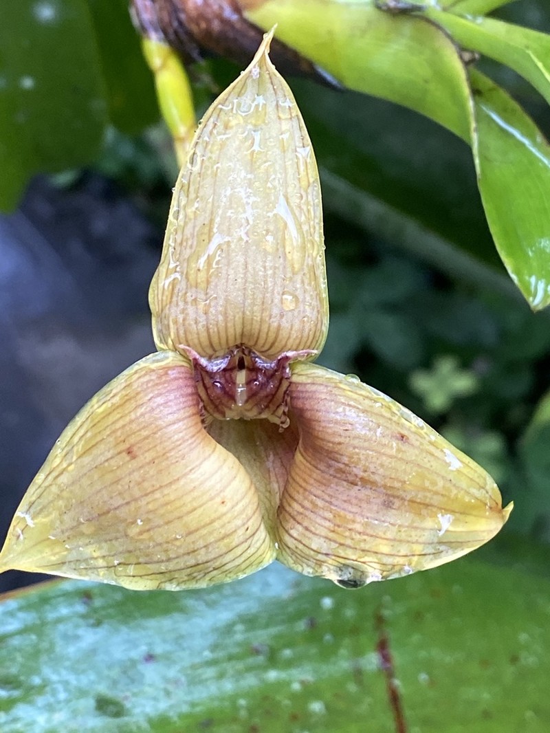 Maxillaria johannyae photo 3