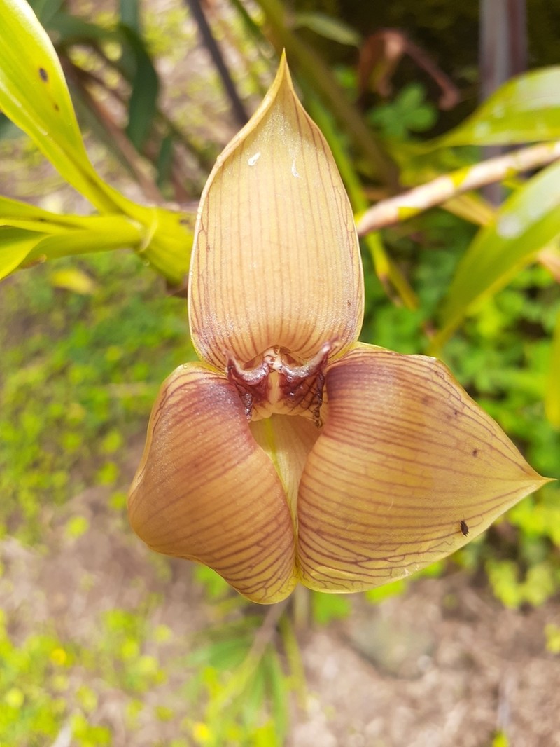 Maxillaria johannyae photo 4