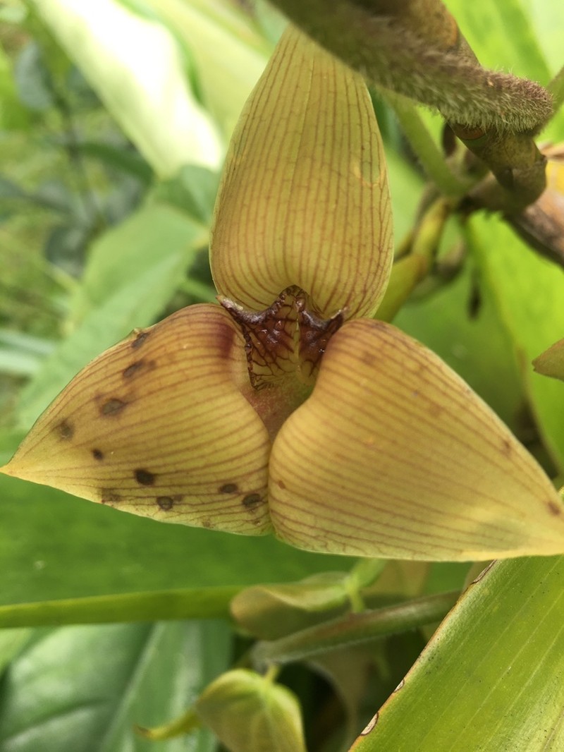 Maxillaria johannyae photo 5