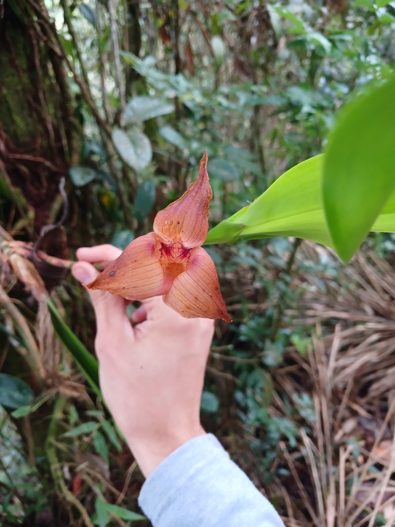 Maxillaria johannyae photo 7