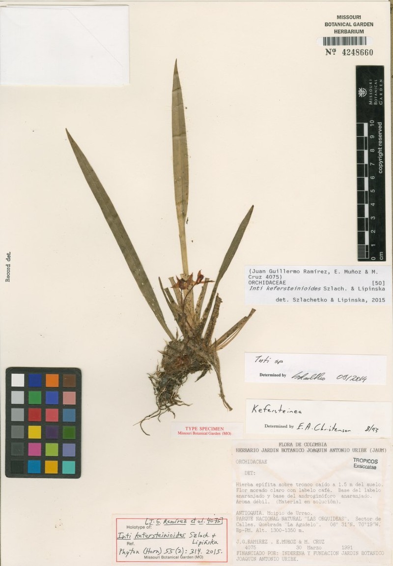 Maxillaria kefersteinioides