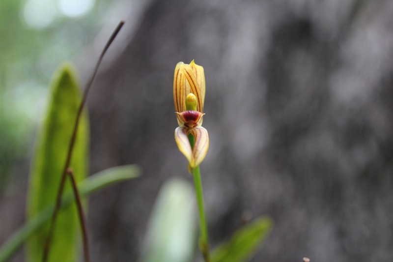 Maxillaria lineolata