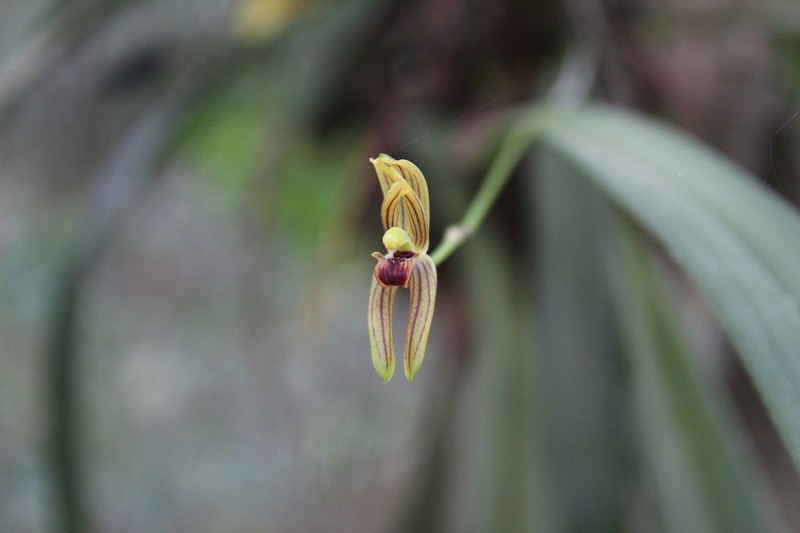 Maxillaria lineolata photo 2