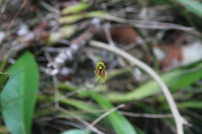 Maxillaria lineolata photo 3