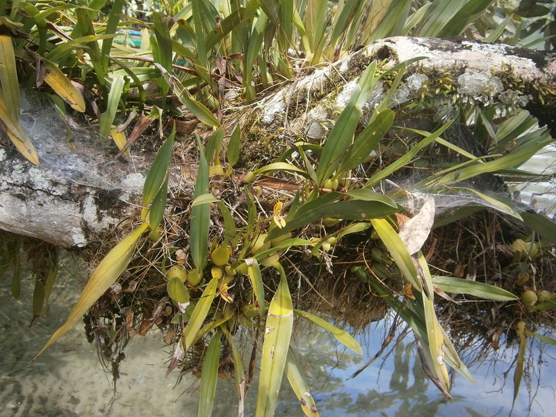 Maxillaria lineolata photo 4