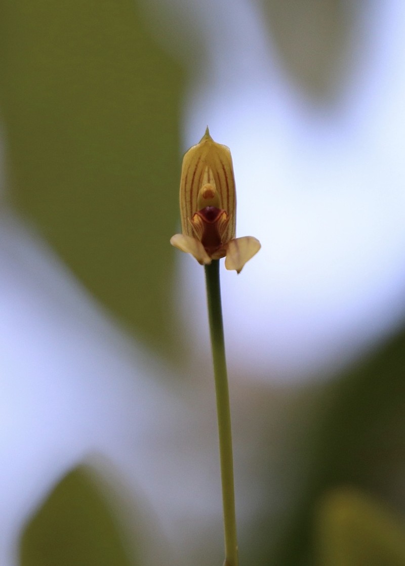 Maxillaria lineolata photo 5