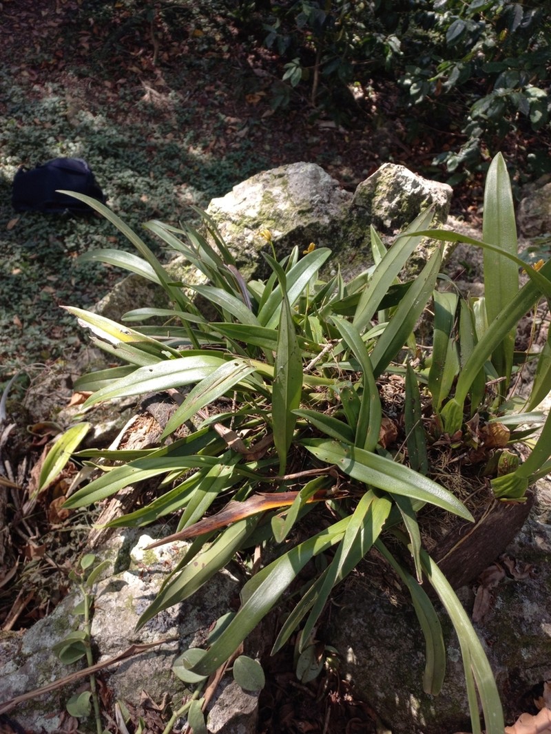 Maxillaria lineolata photo 6