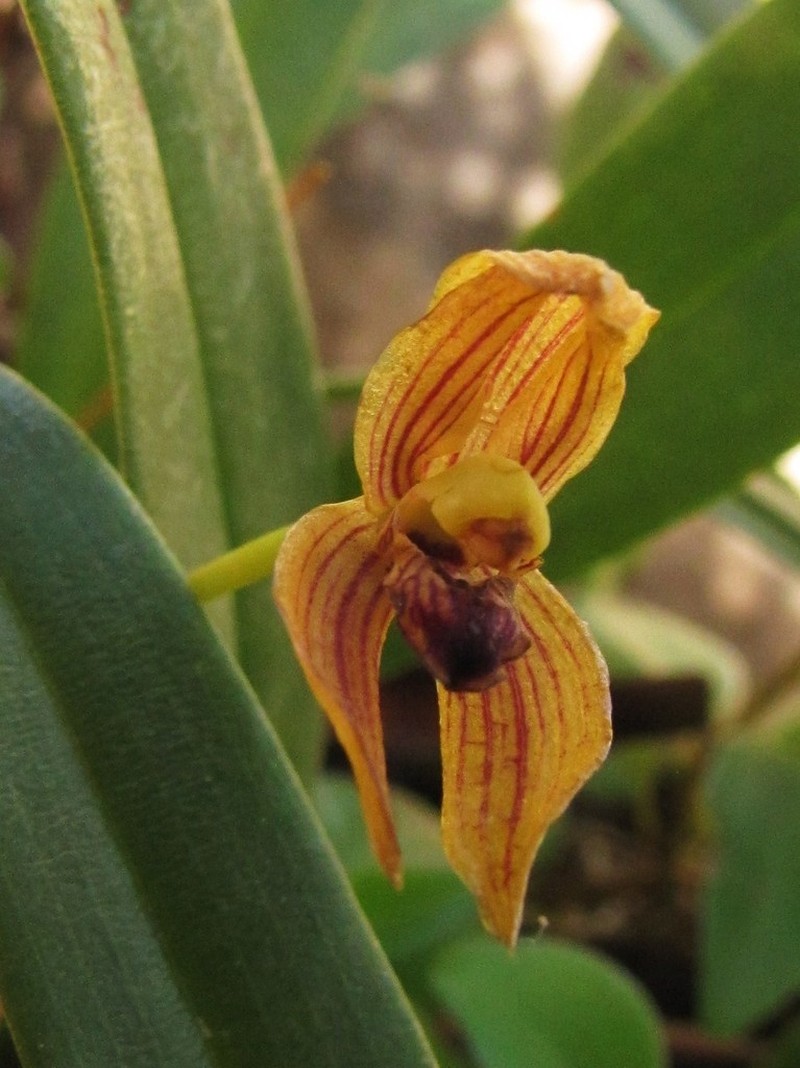 Maxillaria lineolata photo 7