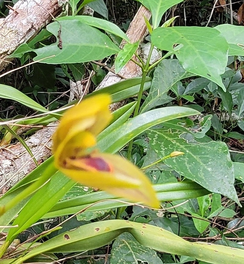 Maxillaria lineolata photo 8
