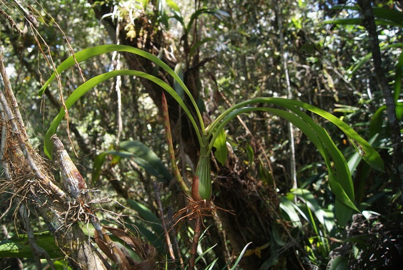 Maxillaria luisae