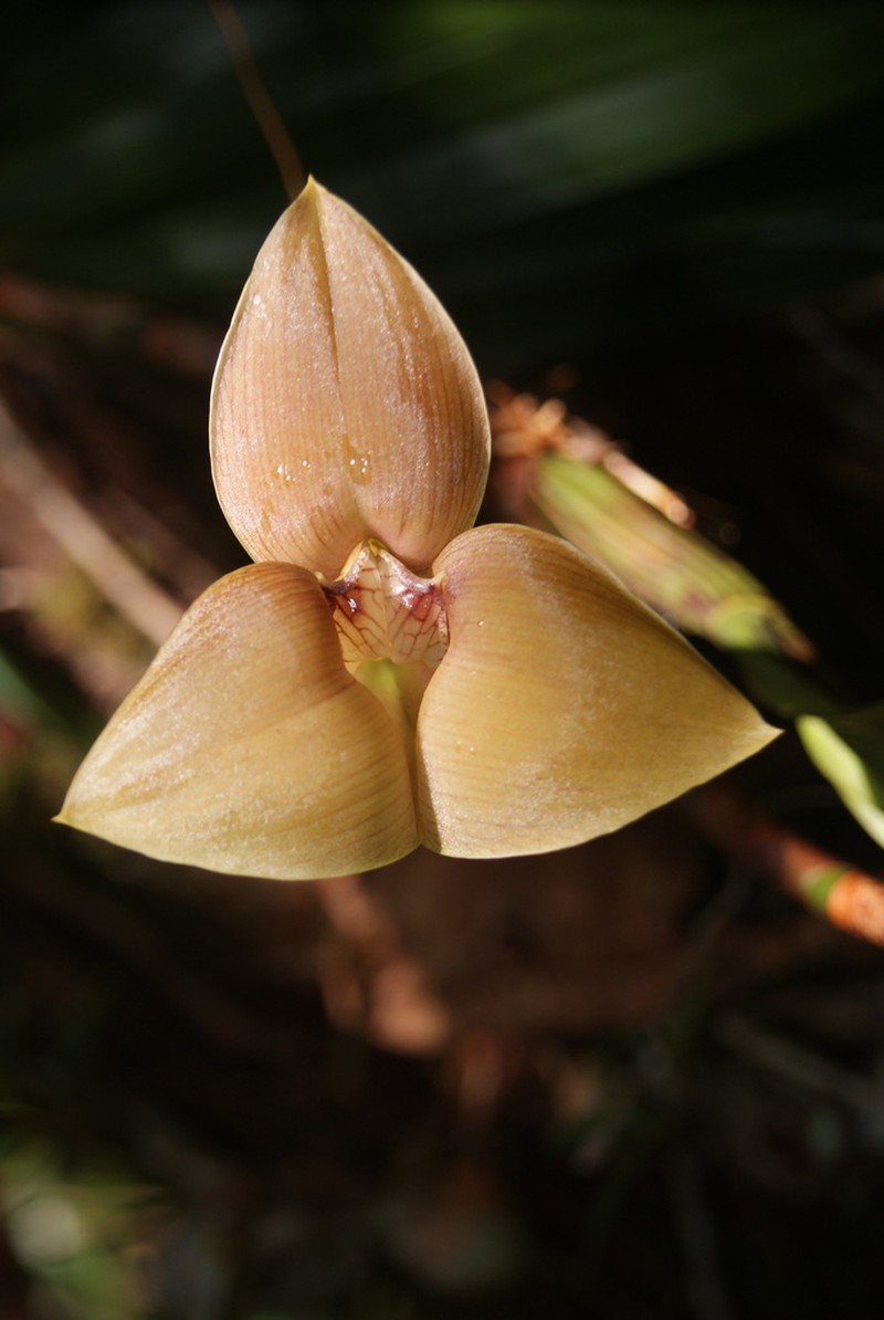 Maxillaria luisae photo 3