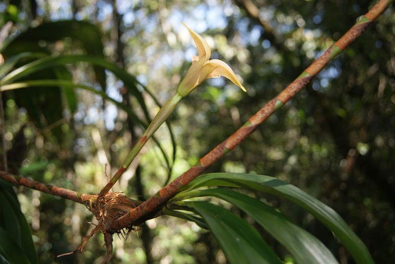 Maxillaria luisae photo 4