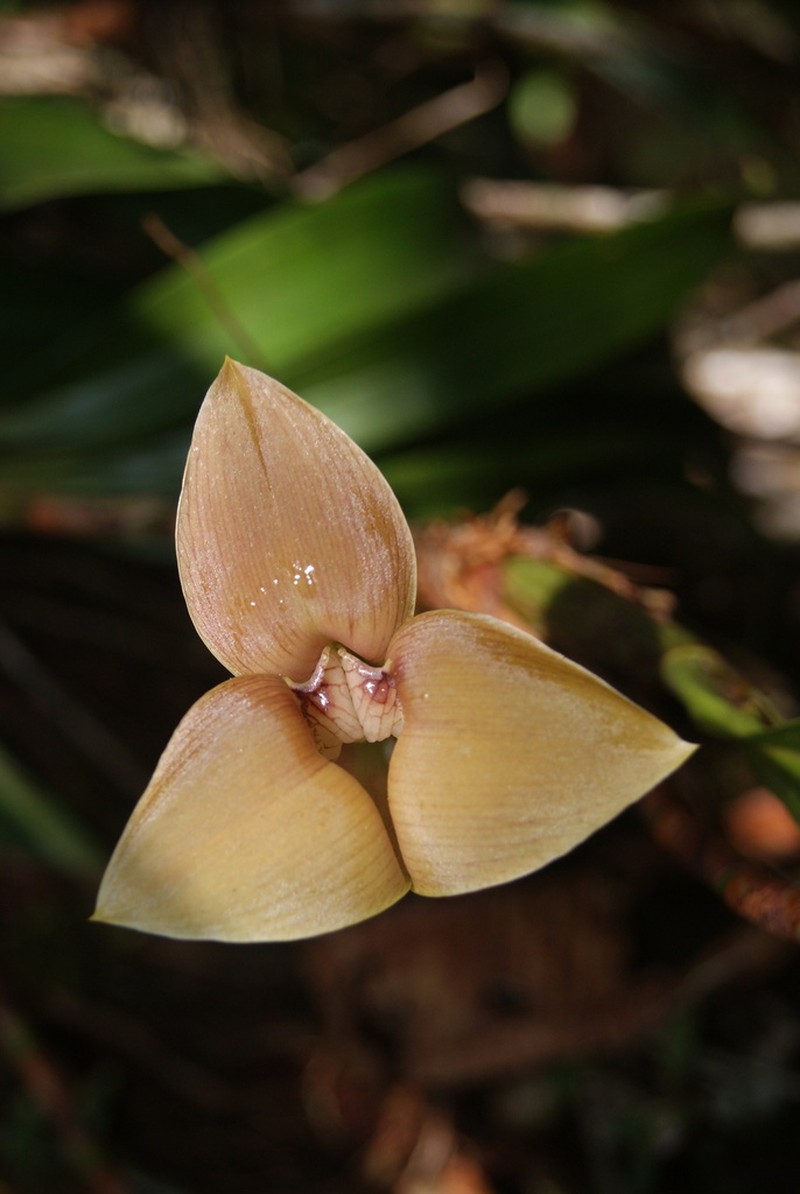 Maxillaria luisae photo 5