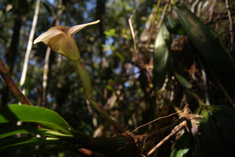 Maxillaria luisae photo 6