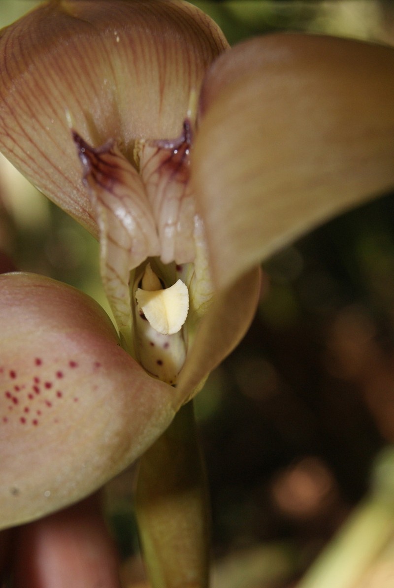 Maxillaria luisae photo 7