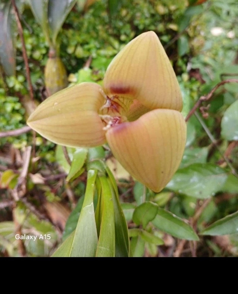 Maxillaria luisae photo 8