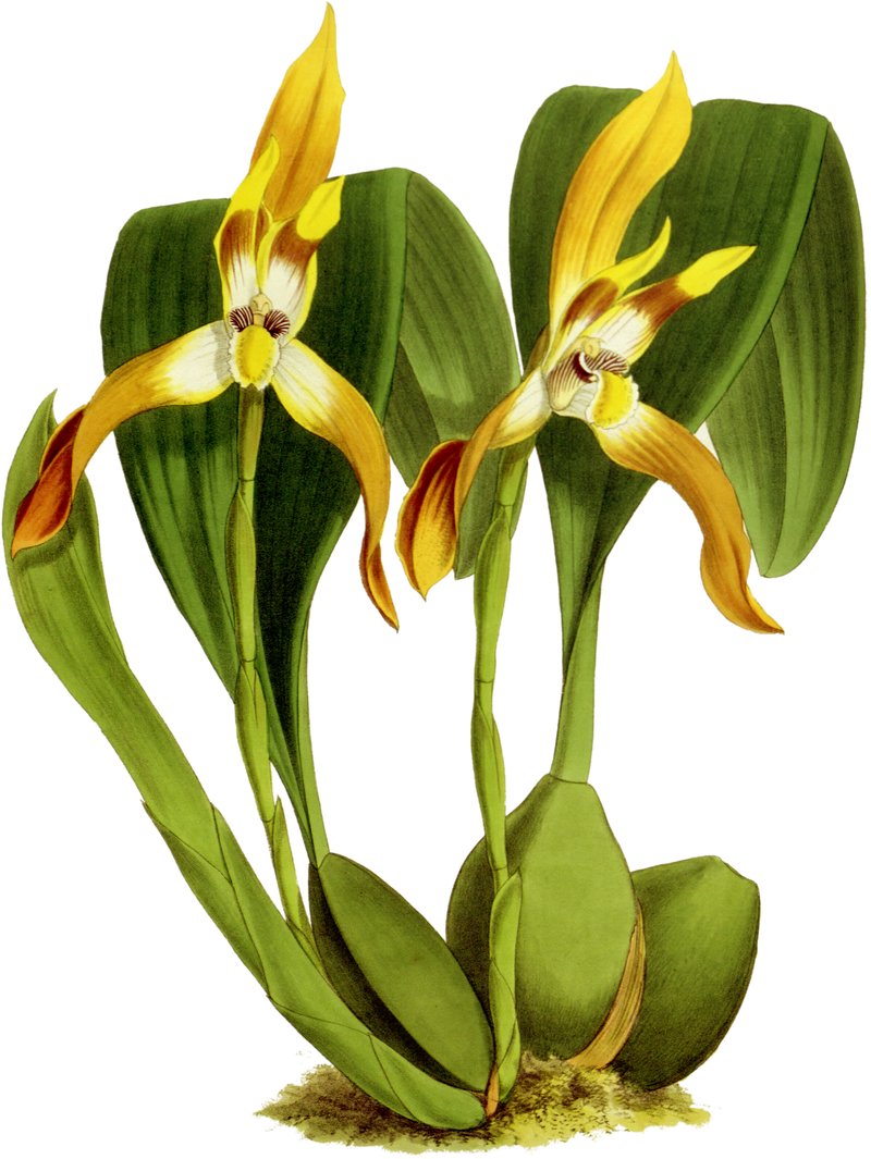 Maillaria luteo-alba