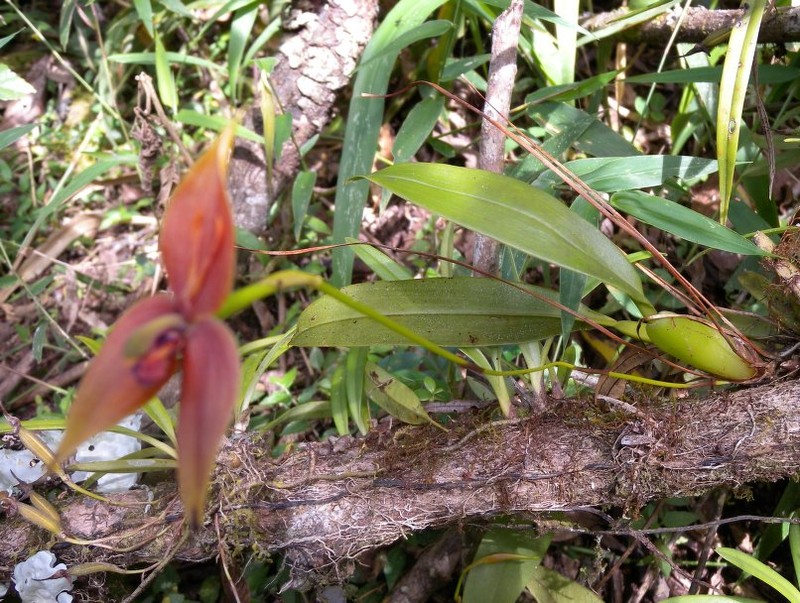 Maxillaria magliana