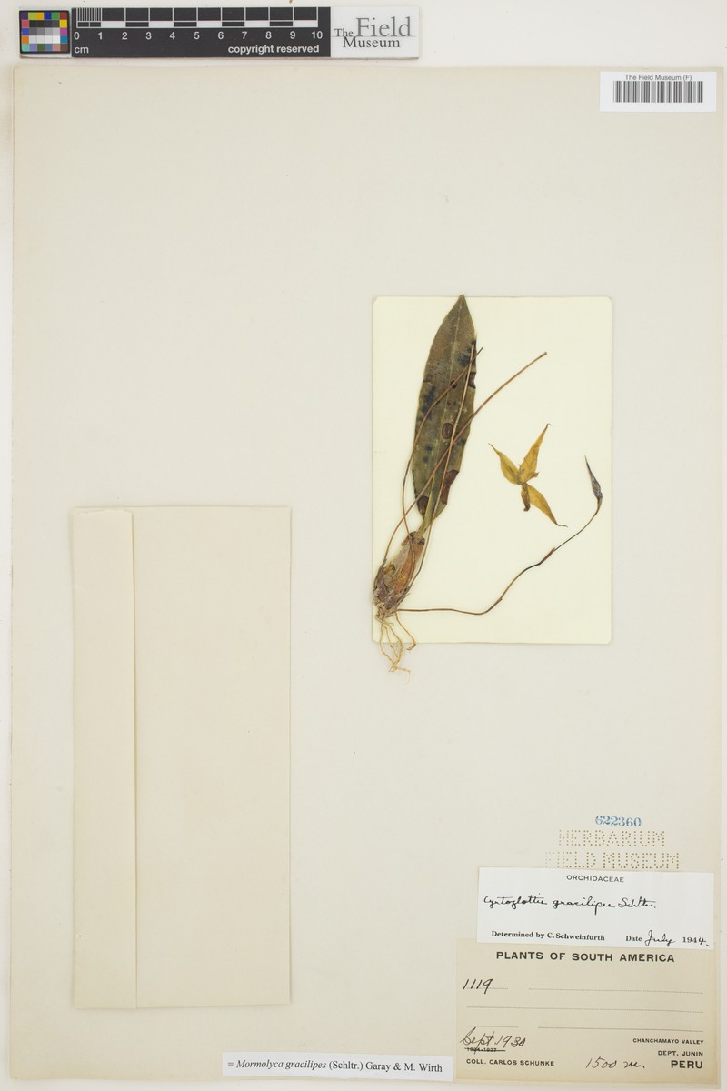 Maxillaria magliana photo 3