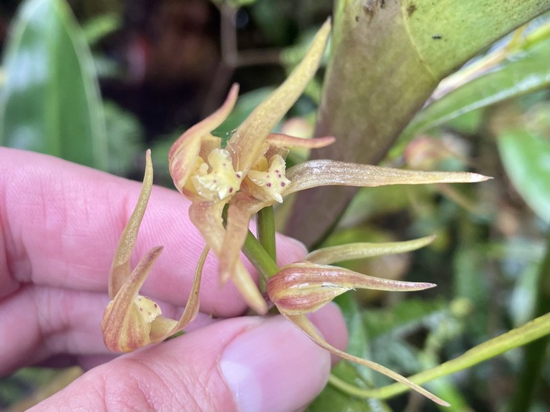 Maxillaria montezumae
