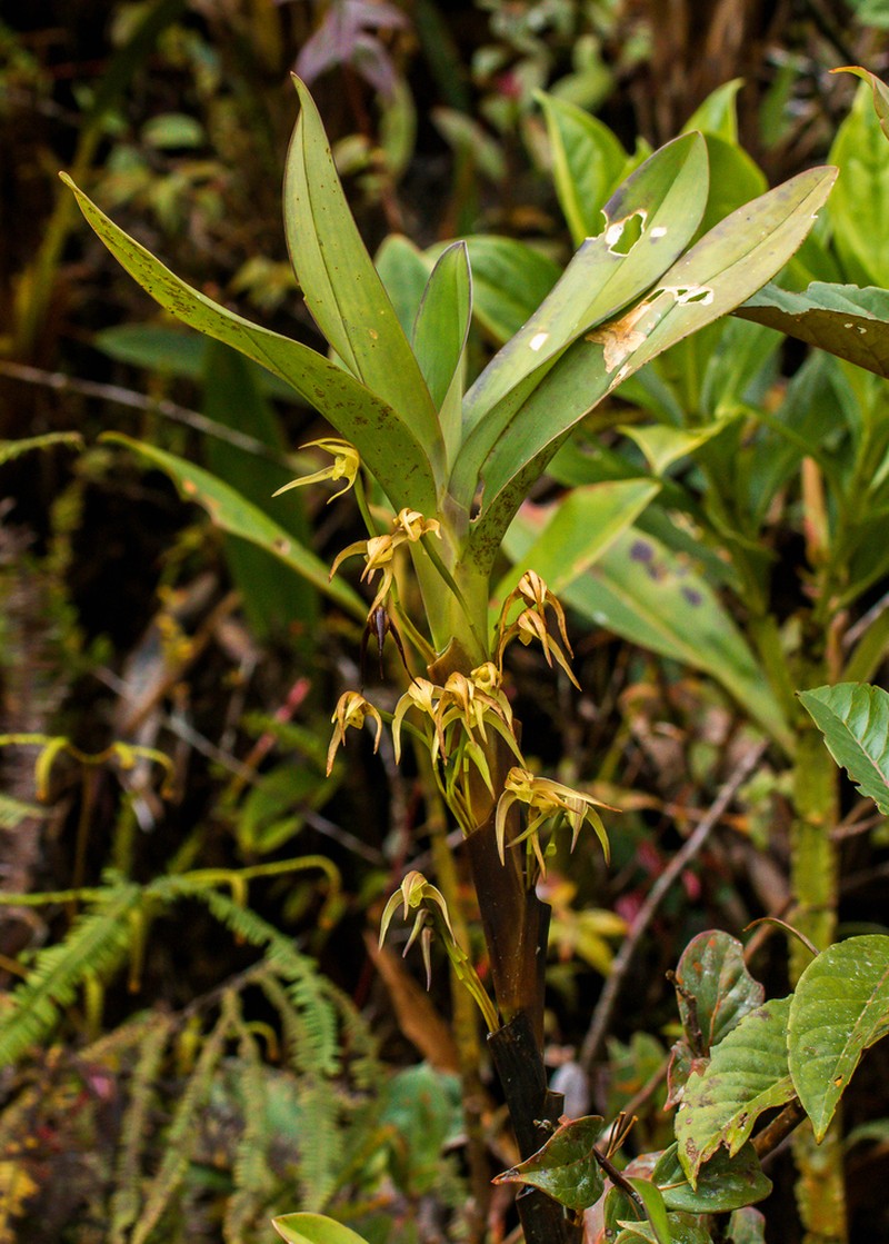 Maxillaria montezumae photo 2