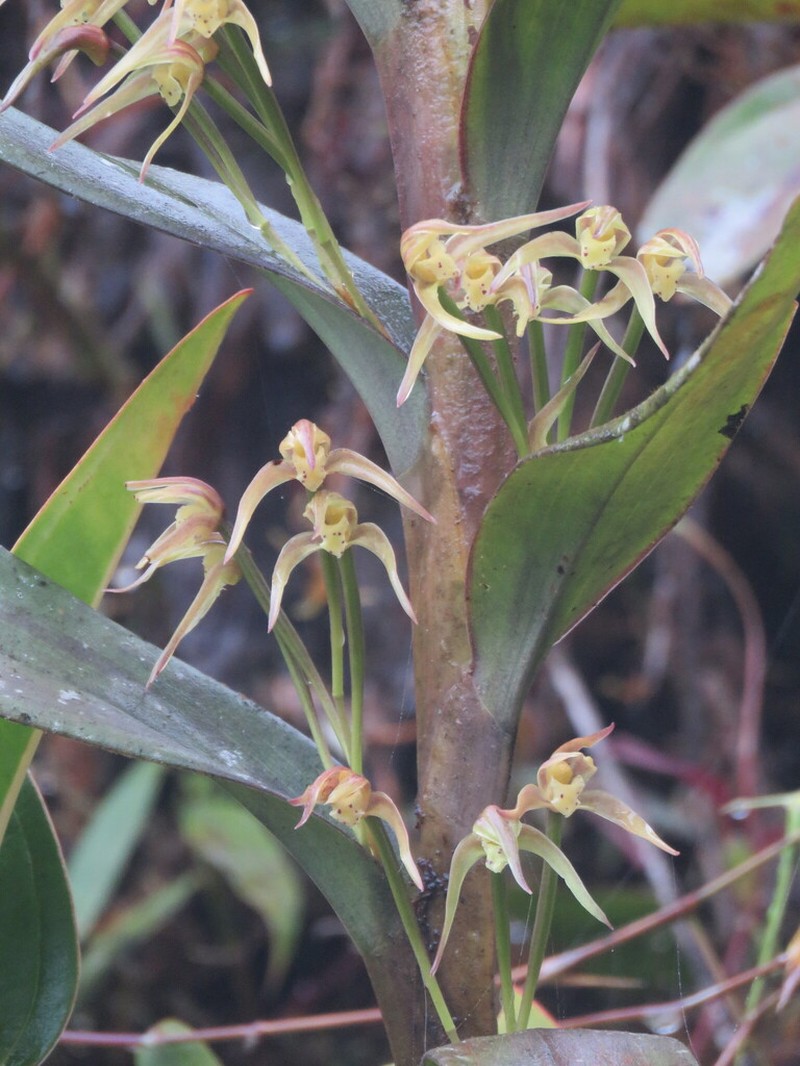 Maxillaria montezumae photo 4